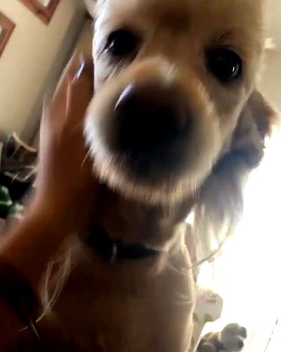 kesemgreenyer kesemgreenyer archive video