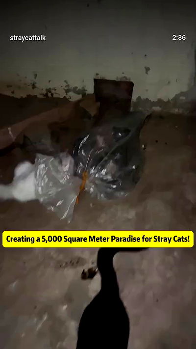 1justsabi 1justsabi archive video