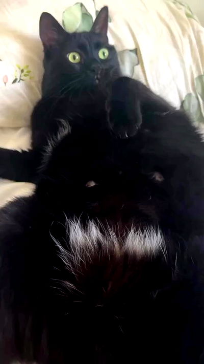 hellokittyangel666 hellokittyangel666 archive video