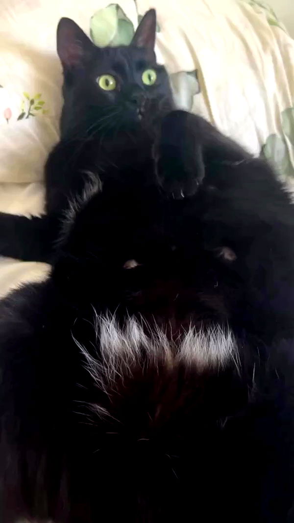 hellokittyangel666 archive video preview