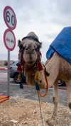 sofiya.pl Altpins Profile Picture