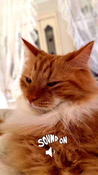 iheartpidge iheartpidge archive video