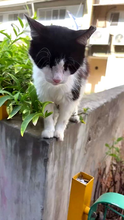 hellokittyangel666 hellokittyangel666 archive video