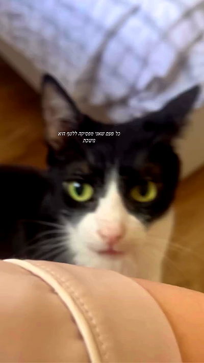 _wizardmidget_ _wizardmidget_ archive video