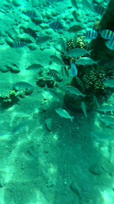 g.a.l.1.a g.a.l.1.a archive video