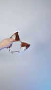 astasiangel Altpins Profile Picture