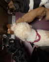 dovecameron Altpins Profile Picture