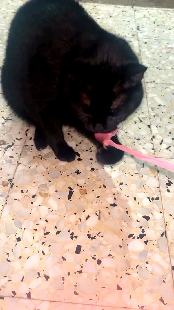 hellokittyangel666 archive video preview