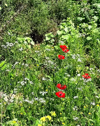 iambohema.v2 iambohema.v2 archive video