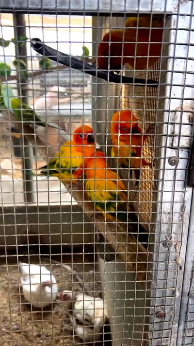 rebecka_tsadok rebecka_tsadok archive video