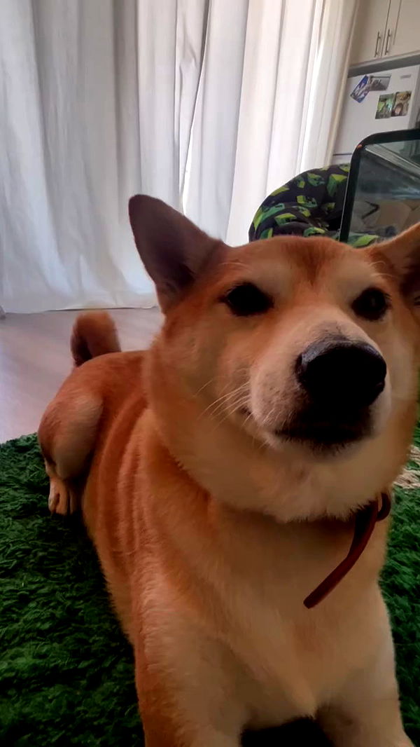 zommmbri archive video preview