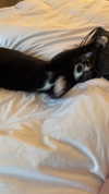 sydney_melman Altpins Profile Picture