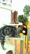 edin.karyn Altpins Profile Picture