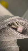 klarissasalazar Altpins Profile Picture
