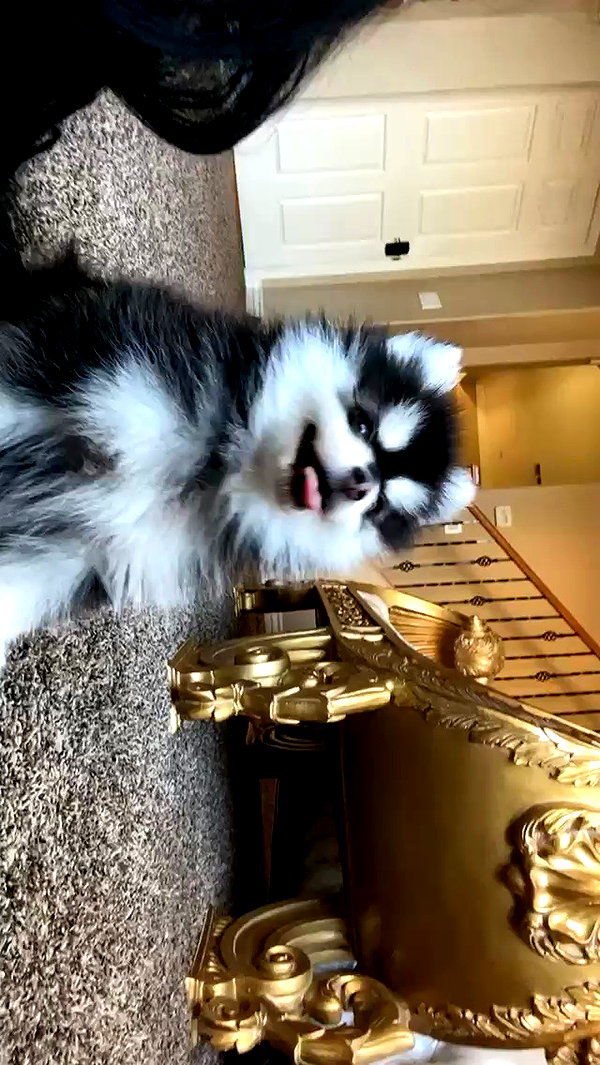 jailyneojeda archive video preview