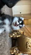 jailyneojeda Altpins Profile Picture