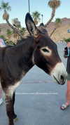 lilsyourfav Altpins Profile Picture
