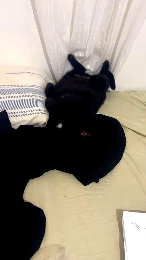 hellokittyangel666 archive video preview