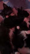 sydney_melman Altpins Profile Picture