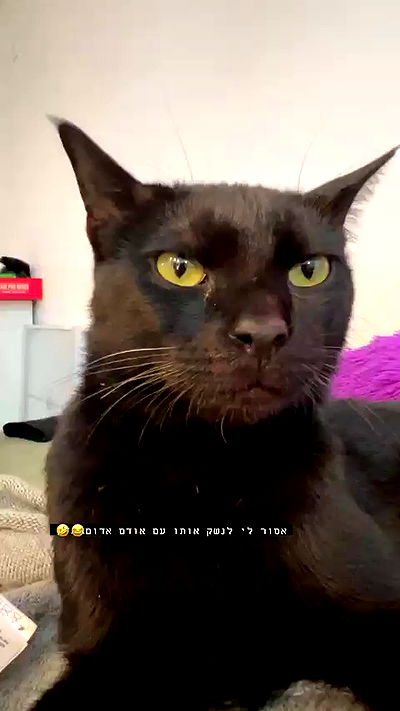 rebecka_tsadok rebecka_tsadok archive video