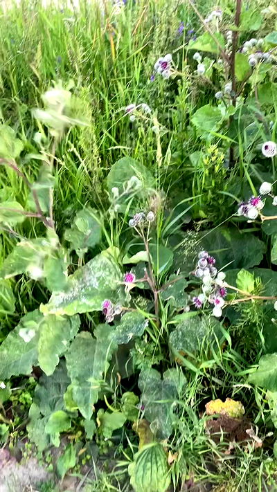 howeversnowy howeversnowy archive video