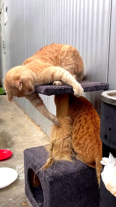 xzot1_met4xx xzot1_met4xx archive video