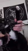 sexmetalwhore Altpins Profile Picture