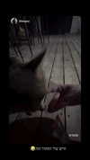 karin_orhov Altpins Profile Picture