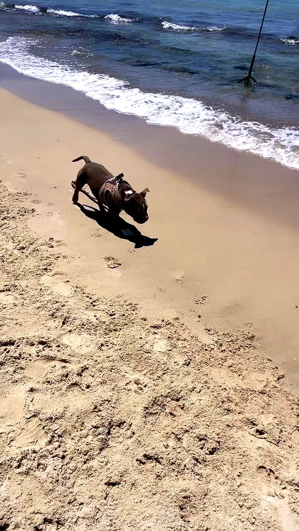 kesemgreenyer archive video preview