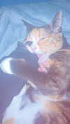 carinadas1lva Altpins Profile Picture