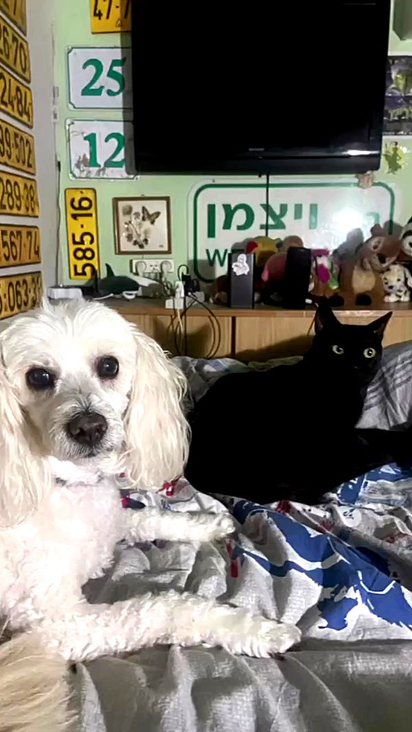 feelbetterinmysweater archive video preview