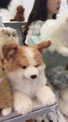 kitsunee.___ Altpins Profile Picture