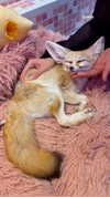 fegalvao_ Altpins Profile Picture