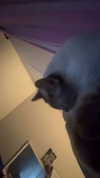 vampirec0wgirl Altpins Profile Picture