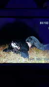 tarantvlagrll Altpins Profile Picture