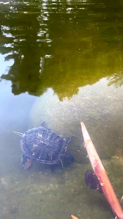 zommmbri zommmbri archive video