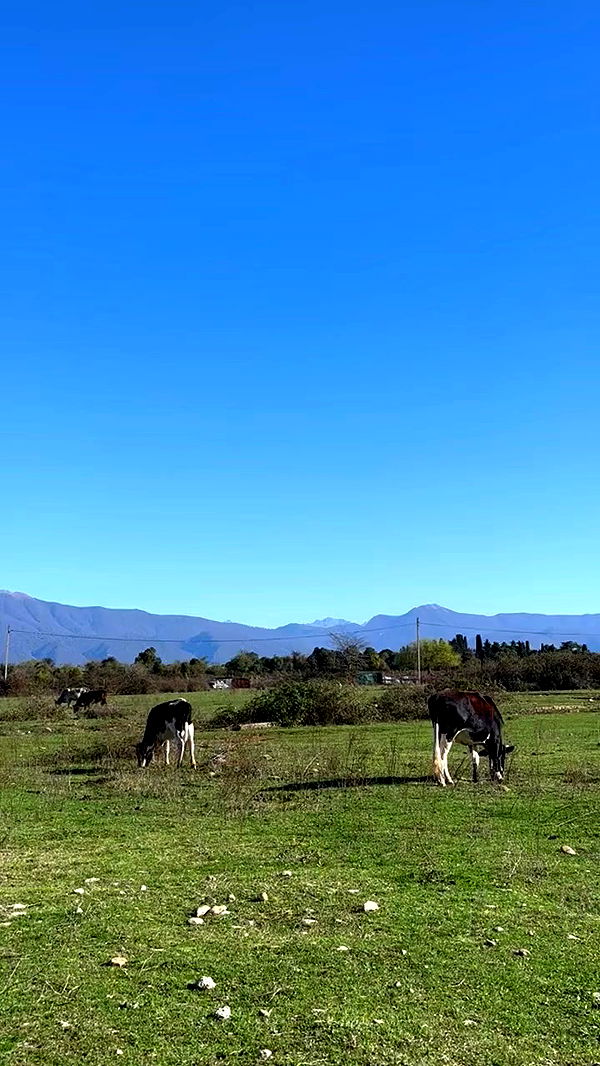 nyityam archive video preview