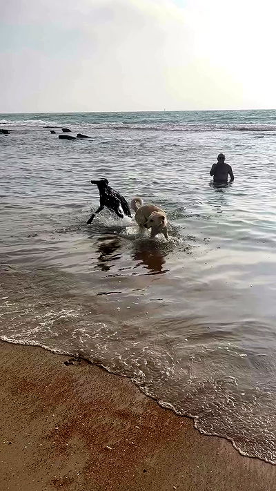 yam_adler yam_adler archive video