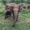 tiabellaisadora Altpins Profile Picture