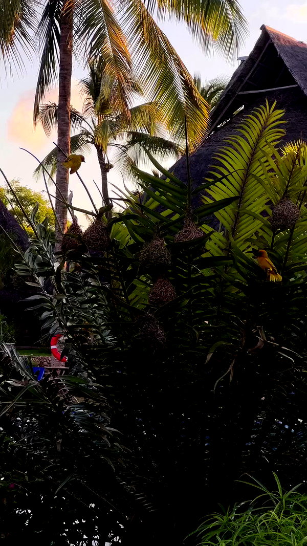 noa_mendel_ archive video preview