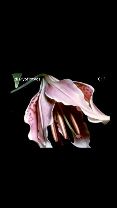 efrat_elmalich efrat_elmalich archive video