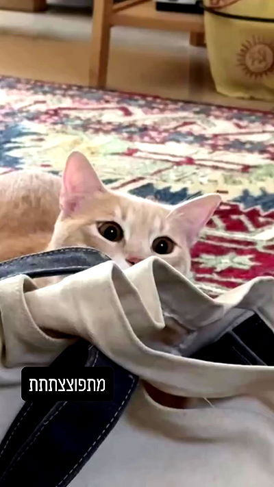 ronyida_ ronyida_ archive video