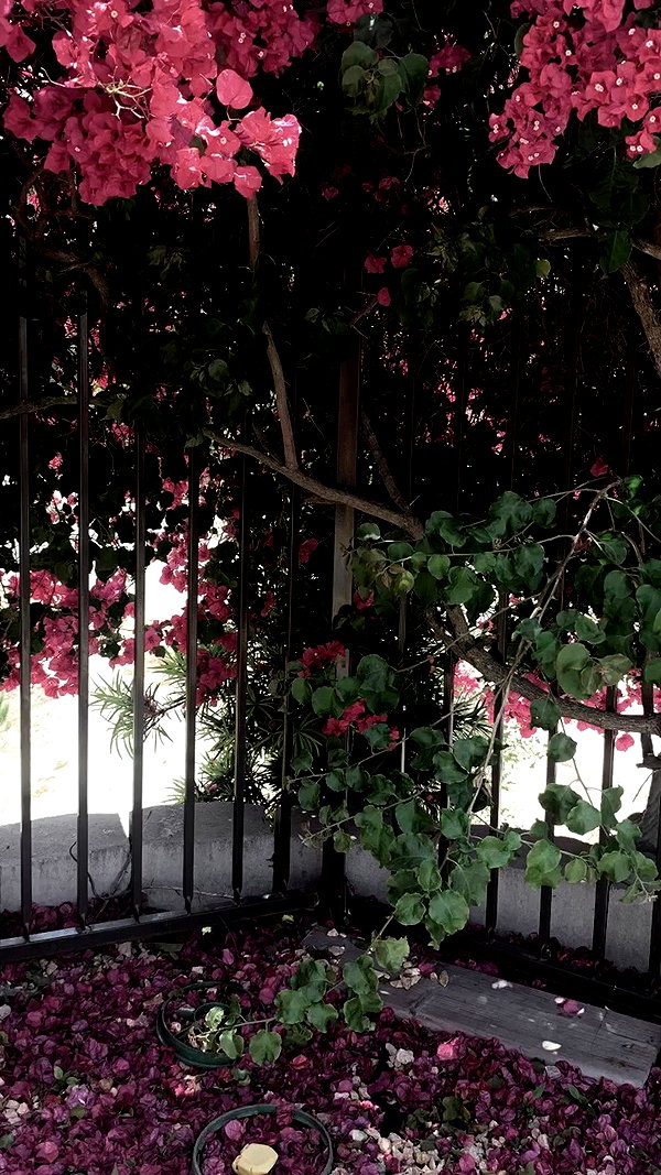 d0lli.ii archive video preview