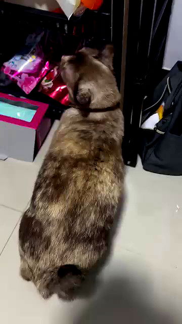 oqr0_ oqr0_ archive video