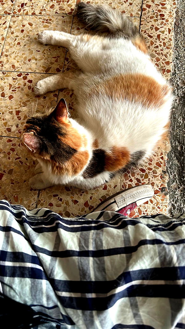 feelbetterinmysweater archive video preview