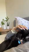sydney_melman Altpins Profile Picture