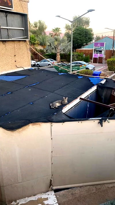 babynympho_archive babynympho_archive archive video