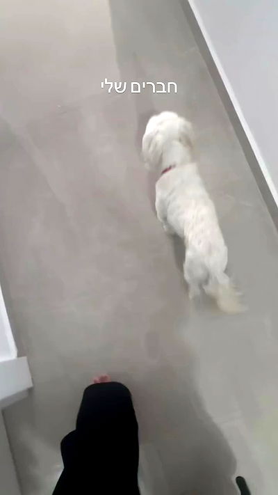 romy_ayalla_lavi romy_ayalla_lavi archive video