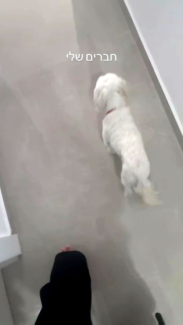 romy_ayalla_lavi archive video preview