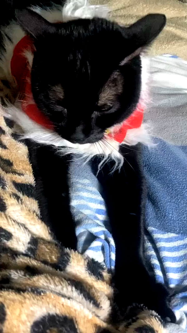 feelbetterinmysweater archive video preview